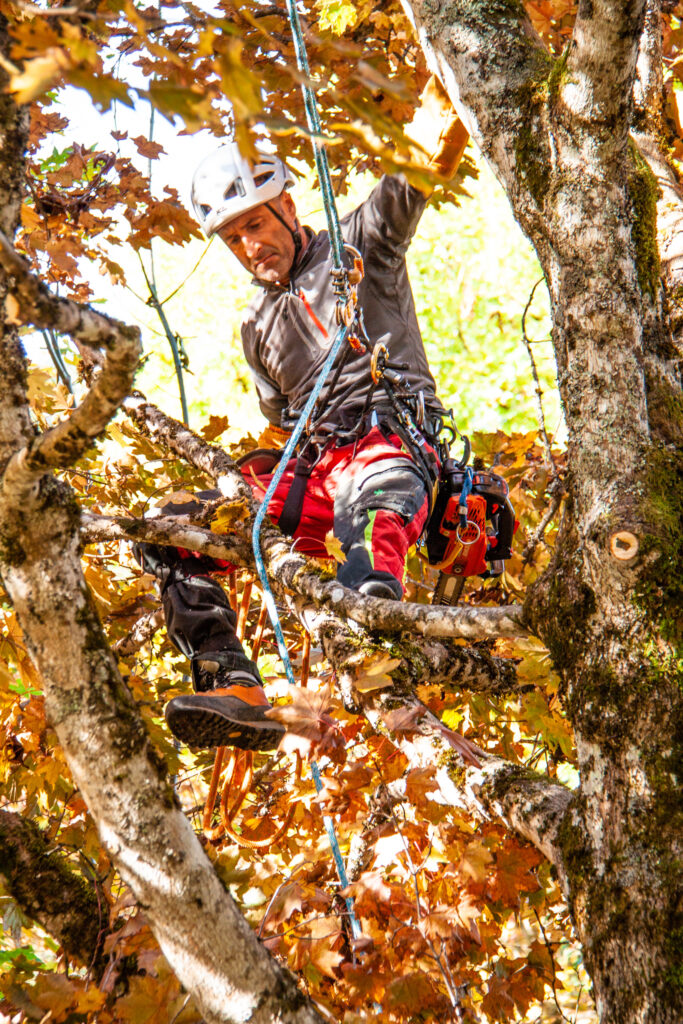 osmose-elagage-abattage-haubenage-taille-traitement-arboriste-grimpeur-arbre-soin osmose-elagage-abattage-haubenage-taille-traitement-arboriste-grimpeur-arbre-soin