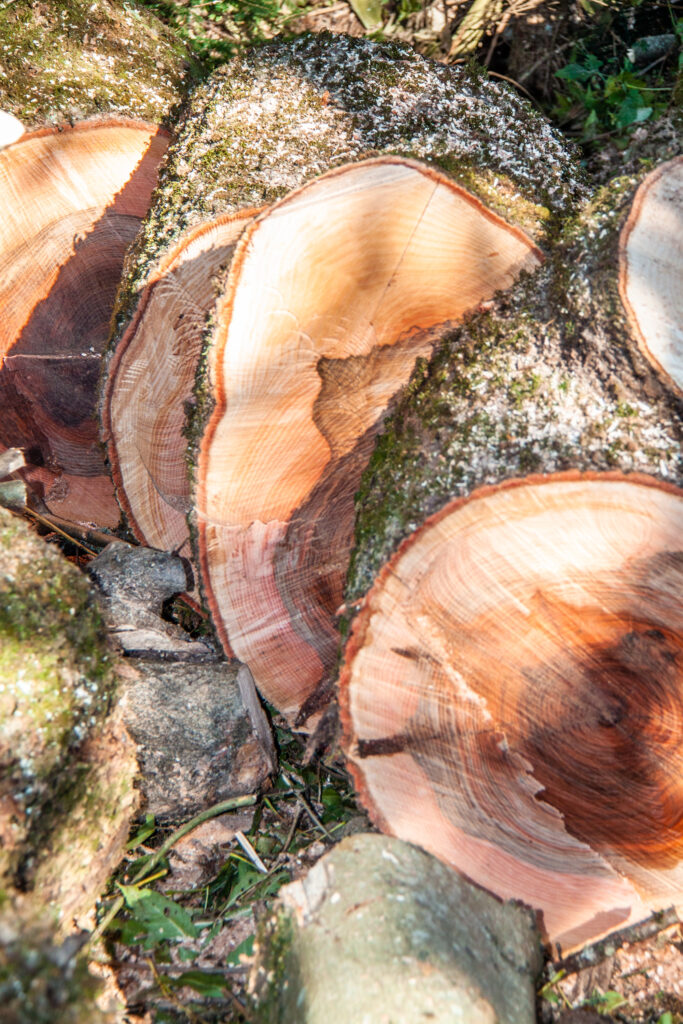 osmose-elagage-abattage-haubenage-taille-traitement-arboriste-grimpeur-arbre-soin osmose-elagage-abattage-haubenage-taille-traitement-arboriste-grimpeur-arbre-soin