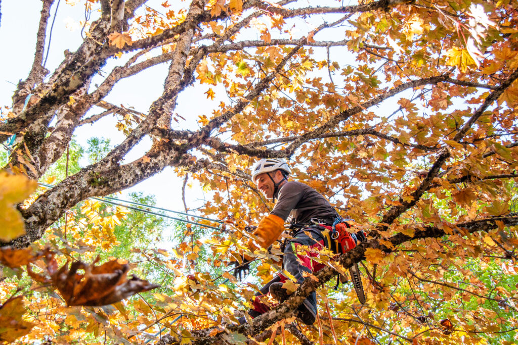 osmose-elagage-arboriste-grimpeur-arbre-soin osmose-elagage-arboriste-grimpeur-arbre-soin