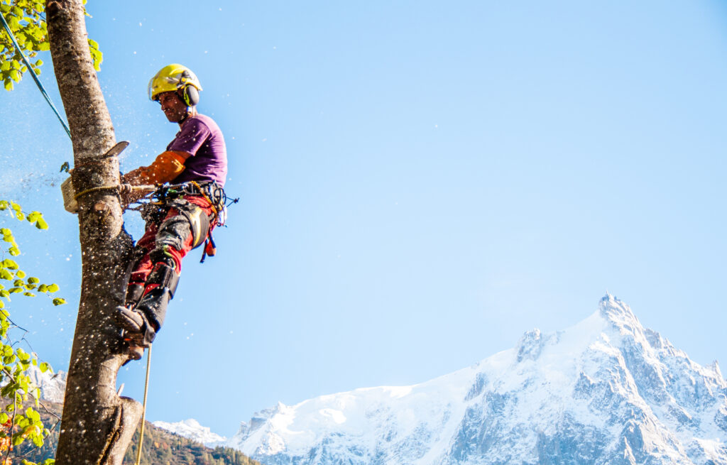 osmose-elagage-arboriste-grimpeur-arbre-soin osmose-elagage-arboriste-grimpeur-arbre-soin