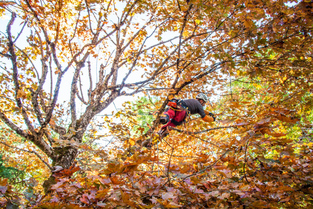 osmose-elagage-abattage-haubenage-taille-traitement-arboriste-grimpeur-arbre-soin osmose-elagage-abattage-haubenage-taille-traitement-arboriste-grimpeur-arbre-soin