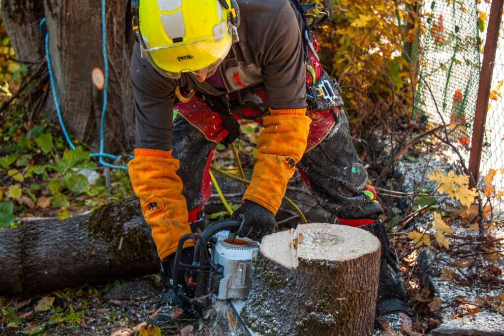 @GarnomoStudioxPIGN-23