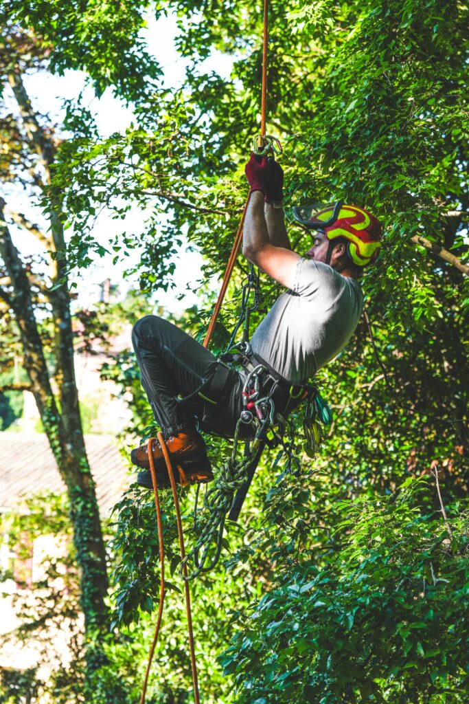 accès difficile dans un arbre, les techniques du cordiste