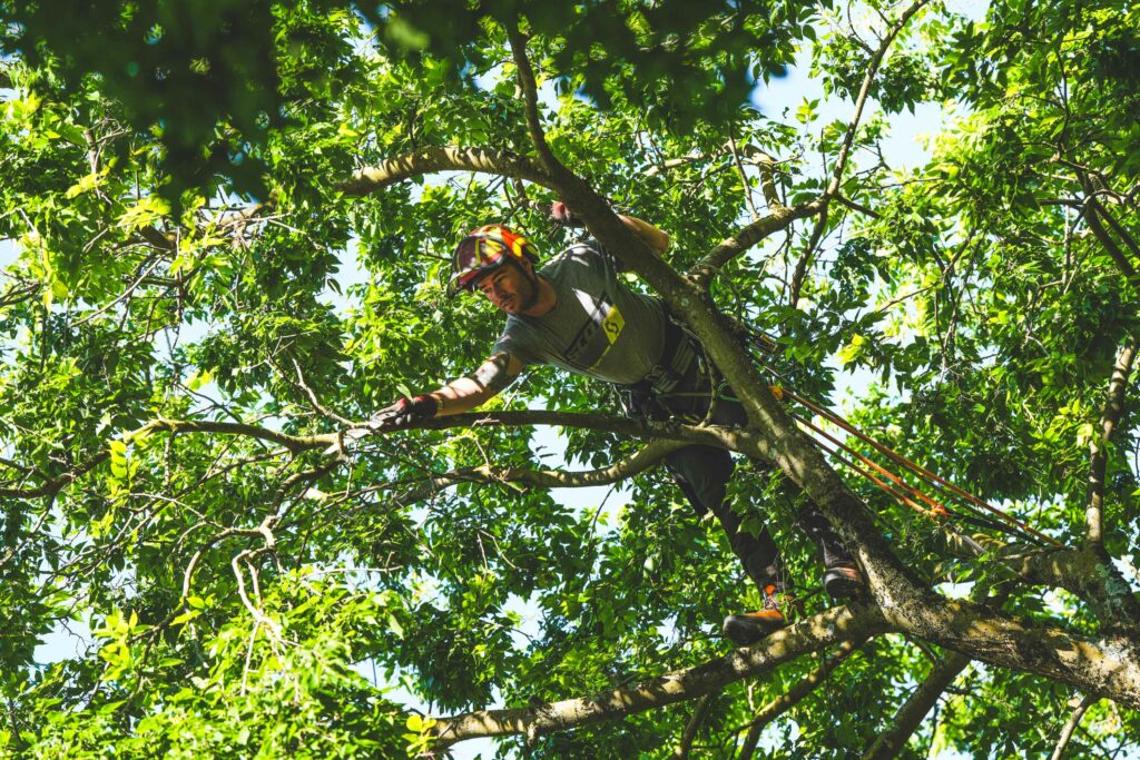 @Garnomo-Osmose-Elagage16