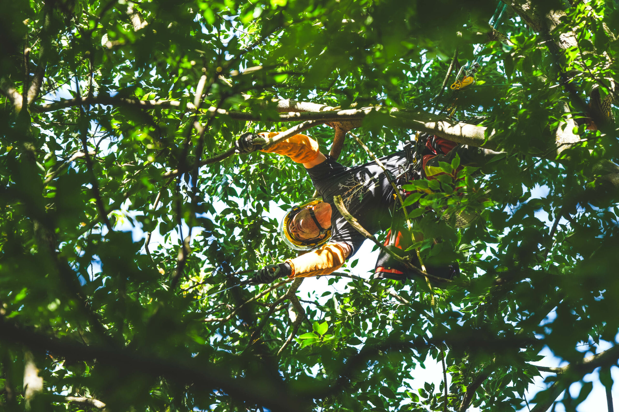 La taille des arbres dans vos jardins, parcs & forêts.