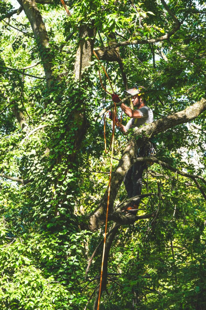 La taille des arbres au printemps dans un espace vert
