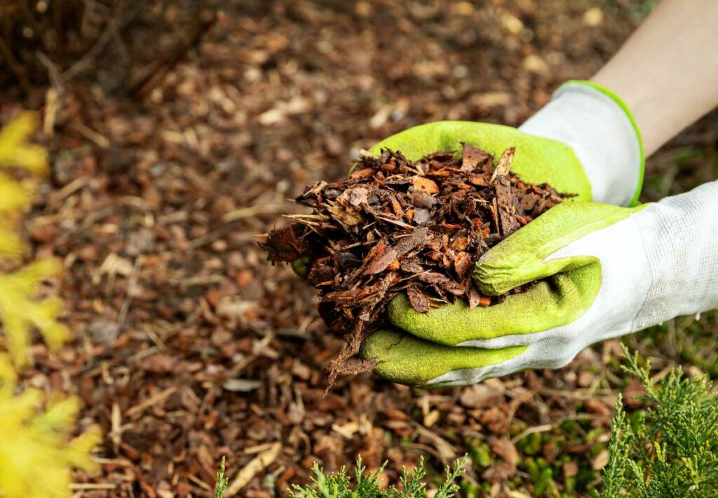 Bois-rameal-fragmenté